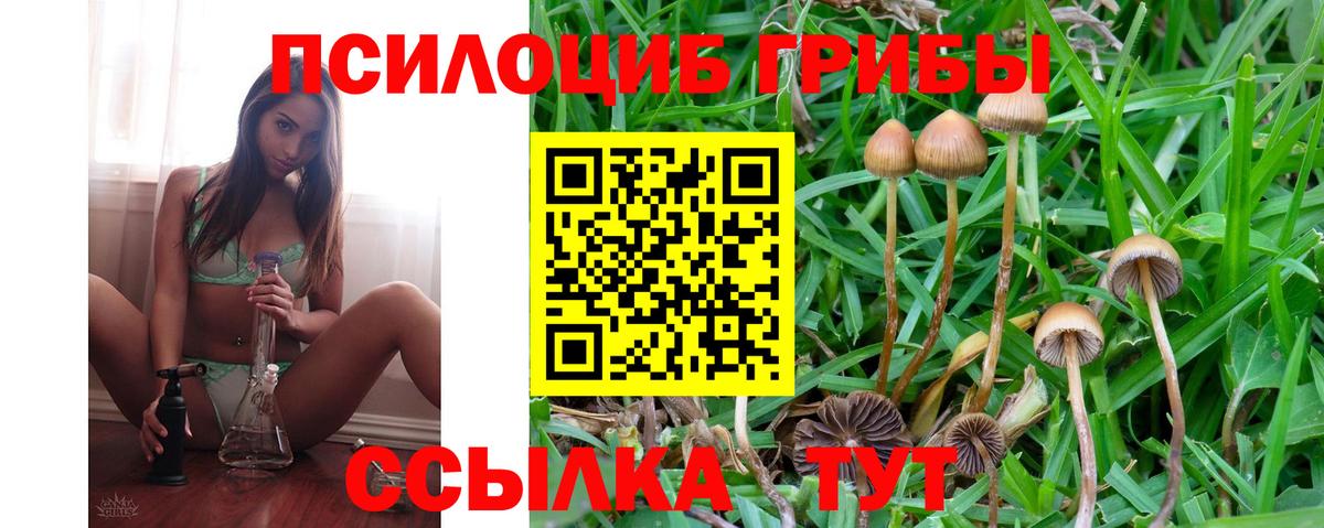 Галлюциногенные грибы Psilocybine cubensis Волоколамск